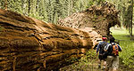 Sequoia - Kings Canyon